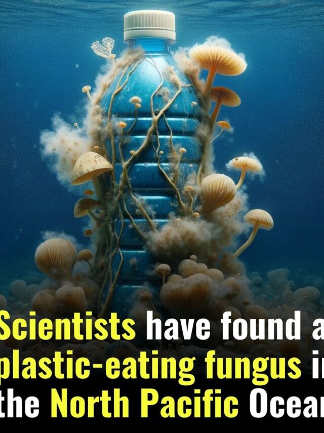 Marine Scientists have Discovered a Fungus