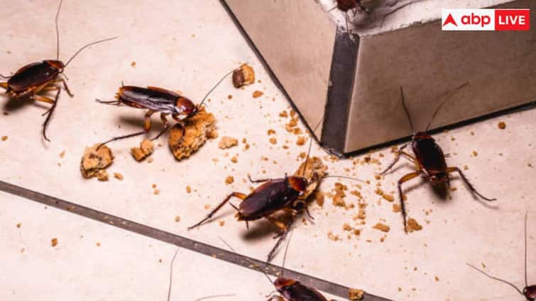 cockroach milk the future of nutrition three times more nutritious than cow milk कॉकरोच का दूध मिलेगा गाय के दूध से भी ज्यादा महंगा! रिसर्चर का दावा-