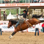 A rider hangs on to his horse during the 2024 Calgary Stampede.