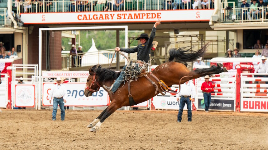 A rider hangs on to his horse during the 2024 Calgary Stampede.