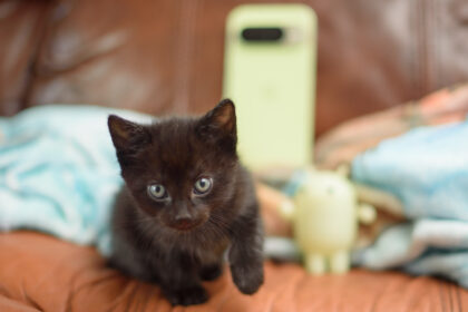 Two small 6 week old black kittens planning on and around a jade green Google Pixel 10 Pro phone, tapping the screen and clawing at the apps with their tiny murder claws