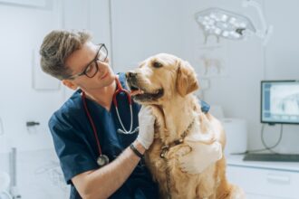 young handsome veterinarian petting a noble golden retriever dog. healthy pet on a check up visit in modern veterinary clinic with a professional caring doctor